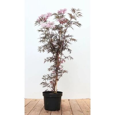 Pflanzen für dich Sambucus Nigra Black Lace Schwarzer Holunder Dunkelrot 60–80 cm Pflanzen für dich Sambucus Nigra Black Lace Schwarzer Holunder Dunkelrot 60–80 cm