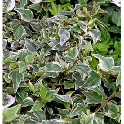 Die Nr-01.de Efeu Goldchild 60-80cm - Hedera helix Die Nr-01.de Efeu Goldchild 60-80cm - Hedera helix