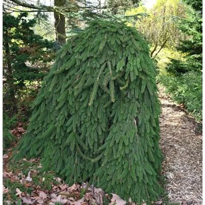 Die Nr-01.de Trauer Hängefichte 50-60cm - Picea abies Inversa Die Nr-01.de Trauer Hängefichte 50-60cm - Picea abies Inversa