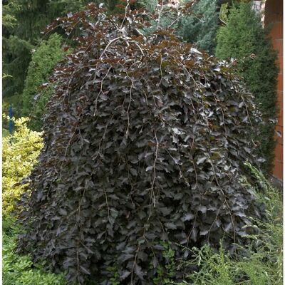 Die Nr-01.de Schwarzrote Hängebuche 100-125cm - Fagus sylvatica Die Nr-01.de Schwarzrote Hängebuche 100-125cm - Fagus sylvatica