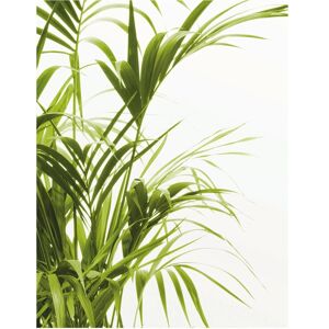 KOMAR - Reed Leaves - 40x50 cm - Poster KOMAR - Reed Leaves - 40x50 cm - Poster
