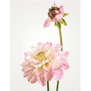 KOMAR Dahlia Bunt Poster - Poster KOMAR Dahlia Bunt Poster - Poster