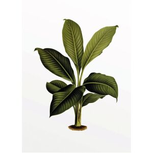KOMAR - Elastica Leaf - Mehrfarbig - 30x40 cm - Poster KOMAR - Elastica Leaf - Mehrfarbig - 30x40 cm - Poster