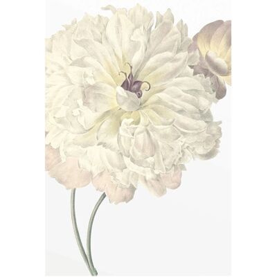 Komar - Dahlia illustration - 50 x 70 cm - Wandaufkleber Komar - Dahlia illustration - 50 x 70 cm - Wandaufkleber