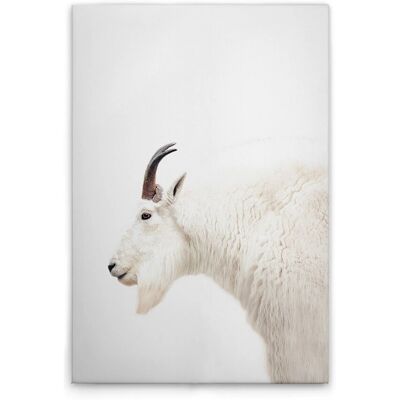 Tadessi Leinwandbild - M1-No.51114 - Tiere Ziege - 60 x 90 cm - Querformat Tadessi Leinwandbild - M1-No.51114 - Tiere Ziege - 60 x 90 cm - Querformat