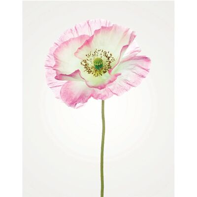 KOMAR Poppy Bunt Blumen Poster - Poster KOMAR Poppy Bunt Blumen Poster - Poster