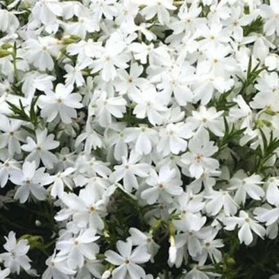 arborix 6 x Teppich-Flammenblume 'White Admiral' Phlox douglasii Topf 9cm Immergrün arborix 6 x Teppich-Flammenblume 'White Admiral' Phlox douglasii Topf 9cm Immergrün