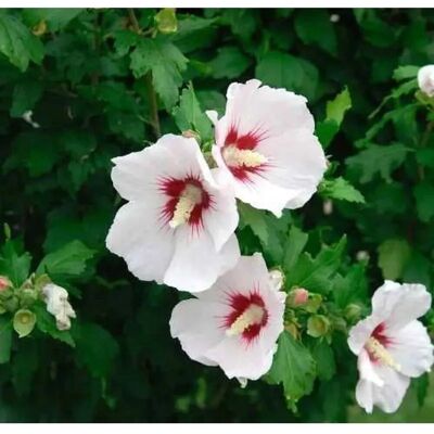 Die Nr-01.de Garteneibisch Helen 80-100cm - Hibiscus Die Nr-01.de Garteneibisch Helen 80-100cm - Hibiscus