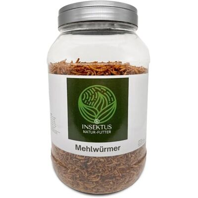 Insektus Mehlwürmer 2.5 Liter Insektus Mehlwürmer 2.5 Liter