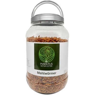 Insektus Mehlwürmer 5 Liter Insektus Mehlwürmer 5 Liter