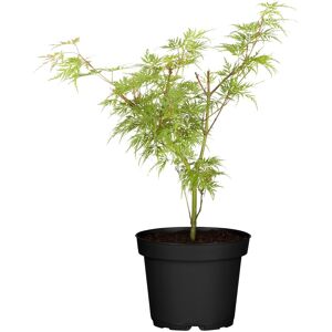 GROW by OBI OBI Schlitzahorn Dissectum Viridis Grün Topf-Ø 19 cm GROW by OBI OBI Schlitzahorn Dissectum Viridis Grün Topf-Ø 19 cm