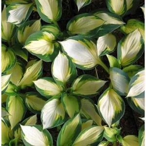 Die Nr-01.de Funkie Color Festival - Hosta cultorum Die Nr-01.de Funkie Color Festival - Hosta cultorum