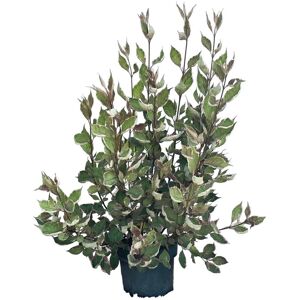 Baumfink Tatarischer Hartriegel Miracle als Topfpflanze 40-60cm Baumfink Tatarischer Hartriegel Miracle als Topfpflanze 40-60cm