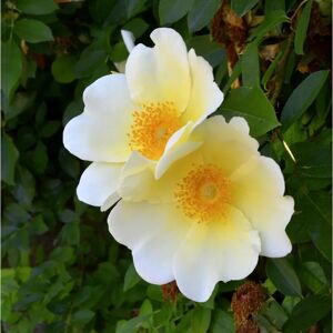 Kletterrose Mermaid 30-60cm Kletterrose Mermaid 30-60cm