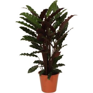 GROW by OBI Korbmarante Wavestar Höhe ca.70-85 cm Topf-Ø ca. 19 cm GROW by OBI Korbmarante Wavestar Höhe ca.70-85 cm Topf-Ø ca. 19 cm