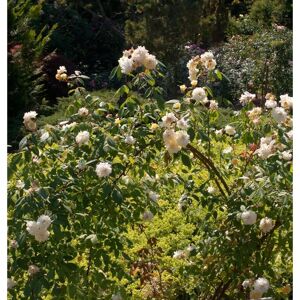 Kletterrose Malvern Hills 30-60cm Kletterrose Malvern Hills 30-60cm