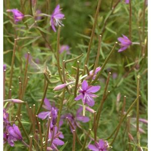 Die Nr-01.de Rosmarin-Weidenröschen - Epilobium dodonaei Die Nr-01.de Rosmarin-Weidenröschen - Epilobium dodonaei