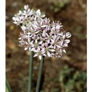Die Nr-01.de Zier Lauch - Allium nigrum Die Nr-01.de Zier Lauch - Allium nigrum