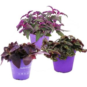 Exotenherz Zimmerpflanzen Trio Purple Leaves Set mit 3 Verschiedene Pflanzen mit Lila Blättern Exotenherz Zimmerpflanzen Trio Purple Leaves Set mit 3 Verschiedene Pflanzen mit Lila Blättern