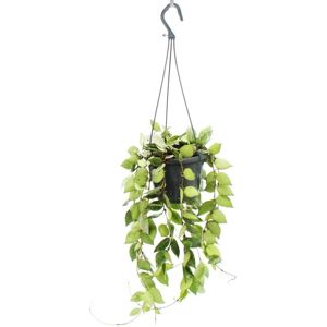 Exotenherz Zimmerpflanze zum Hängen Hoya Krohniana Eskimo Porzellanblume Wachsblume 14cm Ampel Exotenherz Zimmerpflanze zum Hängen Hoya Krohniana Eskimo Porzellanblume Wachsblume 14cm Ampel