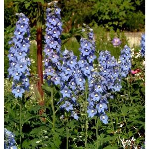 Die Nr-01.de Hoher Rittersporn Berghimmel - Delphinium elatum Die Nr-01.de Hoher Rittersporn Berghimmel - Delphinium elatum