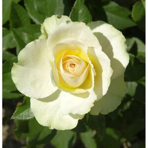 Kletterrose Vanilla 30-60cm Kletterrose Vanilla 30-60cm