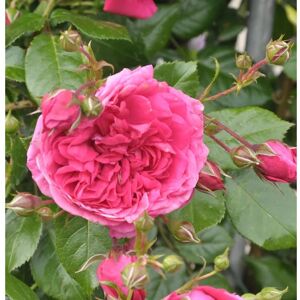 Kletterrose Laguna 30-60cm Kletterrose Laguna 30-60cm