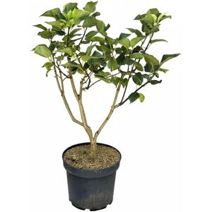 Baumfink Edelflieder Michel Buchner als Topfpflanze 40-60cm Baumfink Edelflieder Michel Buchner als Topfpflanze 40-60cm