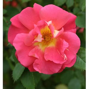 Kletterrose Bajazzo 30-60cm Kletterrose Bajazzo 30-60cm