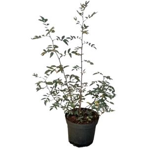 Baumfink Blaue Hechtrose als Topfpflanze 60-100cm Baumfink Blaue Hechtrose als Topfpflanze 60-100cm