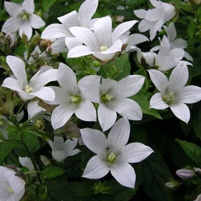 arborix 6 x Karpaten-Glockenblume 'Weisse Clips' Campanula carpatica Topf 9cm Kleinwüchsig arborix 6 x Karpaten-Glockenblume 'Weisse Clips' Campanula carpatica Topf 9cm Kleinwüchsig