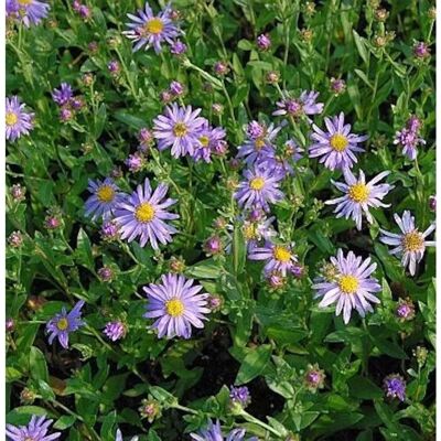 Die Nr-01.de Sommeraster Dr. Otto Petschek - Aster amellus Die Nr-01.de Sommeraster Dr. Otto Petschek - Aster amellus