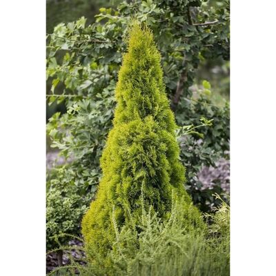 Pflanzen für dich Thuja occidentalis 'Golden Smaragd' -R- 100-125 cm Pflanzen für dich Thuja occidentalis 'Golden Smaragd' -R- 100-125 cm