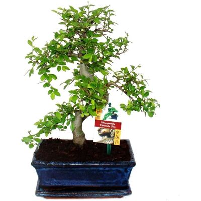 Unknown - Ulmus parviflora - 8 Jahre - 28 cm - bonsai Unknown - Ulmus parviflora - 8 Jahre - 28 cm - bonsai