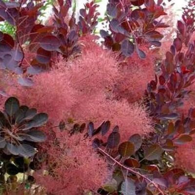 arborix Perückenstrauch 'Royal Purple' Cotinus coggygria 40 bis 60 cm im Container Dunkelrotes Laub arborix Perückenstrauch 'Royal Purple' Cotinus coggygria 40 bis 60 cm im Container Dunkelrotes Laub