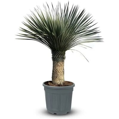 Sunny-Tree Mediterrane Yucca Rostrata Palmlilie mit Stammhöhe 60/70 cm Winterharte Pflanze bis -20°C Sunny-Tree Mediterrane Yucca Rostrata Palmlilie mit Stammhöhe 60/70 cm Winterharte Pflanze bis -20°C