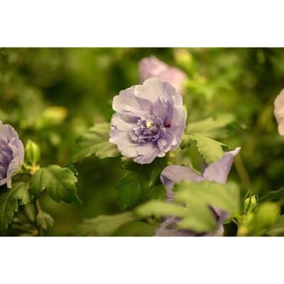 Pflanzen für dich Hibiscus Syriacus Gartenhibiskus 150-175 cm Pflanzen für dich Hibiscus Syriacus Gartenhibiskus 150-175 cm