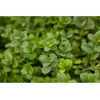 Pflanzen für dich Buxus sempervirens 'Blauer Heinz' 15-20 cm Pflanzen für dich Buxus sempervirens 'Blauer Heinz' 15-20 cm