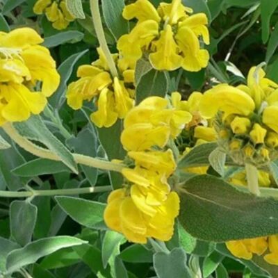arborix 6 x Strauch-Brandkraut Phlomis fruticosa Topf 9cm Immergrün arborix 6 x Strauch-Brandkraut Phlomis fruticosa Topf 9cm Immergrün