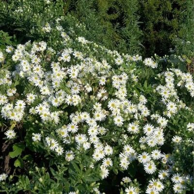 Die Nr-01.de Myrtenaster Golden Spray - Aster alpinus Die Nr-01.de Myrtenaster Golden Spray - Aster alpinus