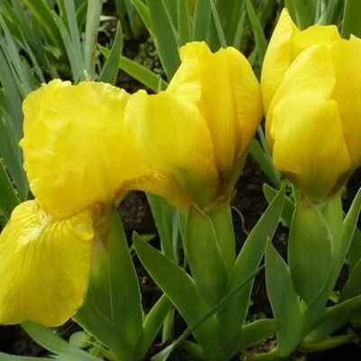 arborix 6 x Zwerg-Schwertlilie 'Brassie' Iris pumila Topf 9cm Gelbe Blüten arborix 6 x Zwerg-Schwertlilie 'Brassie' Iris pumila Topf 9cm Gelbe Blüten