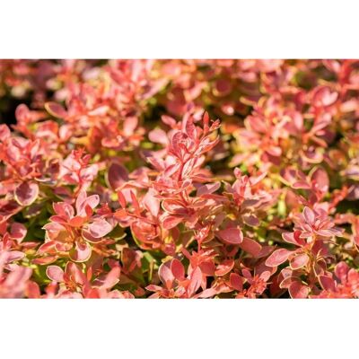 Pflanzen für dich Berberis thunbergii 'Coral' 25-30 cm Pflanzen für dich Berberis thunbergii 'Coral' 25-30 cm
