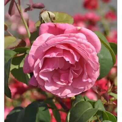 Duftrose Elbflorenz 30-60cm Duftrose Elbflorenz 30-60cm