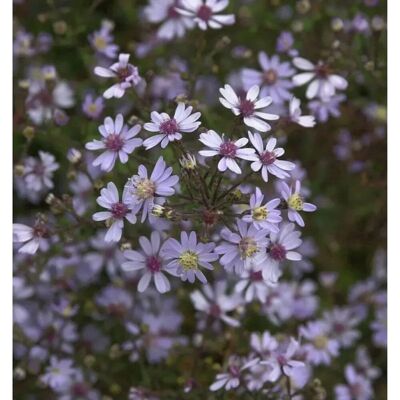 Die Nr-01.de Schleieraster Blue Heaven - Aster cordifolius Die Nr-01.de Schleieraster Blue Heaven - Aster cordifolius