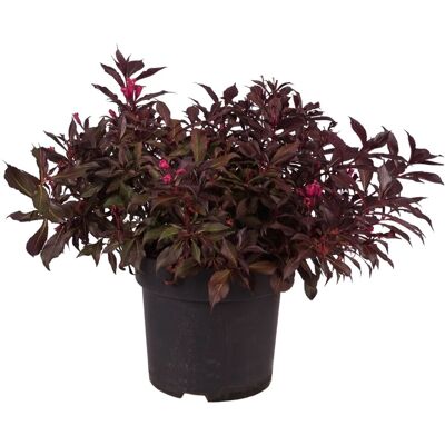 GROW by OBI Weigelie Wine and Roses H ca. 40-50cm Topf 6l Weigela florida GROW by OBI Weigelie Wine and Roses H ca. 40-50cm Topf 6l Weigela florida