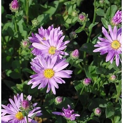 Die Nr-01.de Sommeraster Rosa Erfüllung - Aster amellus Die Nr-01.de Sommeraster Rosa Erfüllung - Aster amellus