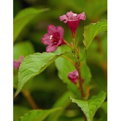 Pflanzen für dich Weigela 'Bristol Ruby' Weigelie 80-100 cm Pflanzen für dich Weigela 'Bristol Ruby' Weigelie 80-100 cm