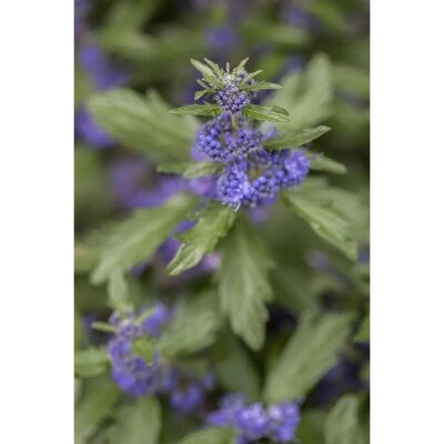 Pflanzen für dich Caryopteris Clandonensis Bartblume Kew Blue 40-60 cm Pflanzen für dich Caryopteris Clandonensis Bartblume Kew Blue 40-60 cm