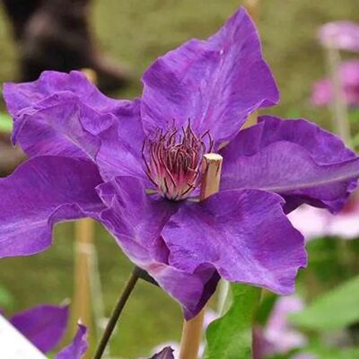 arborix Waldrebe 'The President' Clematis 50 bis 60 cm im Container Großblumig arborix Waldrebe 'The President' Clematis 50 bis 60 cm im Container Großblumig