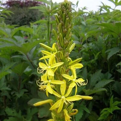 arborix 6 x Junkerlilie Asphodeline,utea Topf 9cm Gelbe Blüten arborix 6 x Junkerlilie Asphodeline,utea Topf 9cm Gelbe Blüten